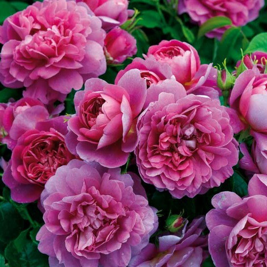 バラ苗 / プリンセス・アン / 輸入苗 / 大苗 / 6号硬質ローズポット