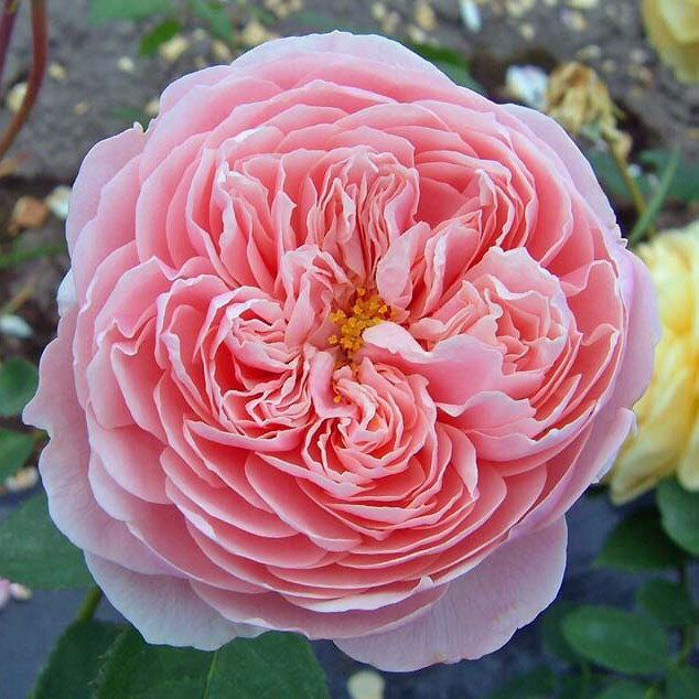 バラ苗 / バラ苗/ジ・アンウィック・ローズ/輸入苗/大苗/6号硬質ローズポット...