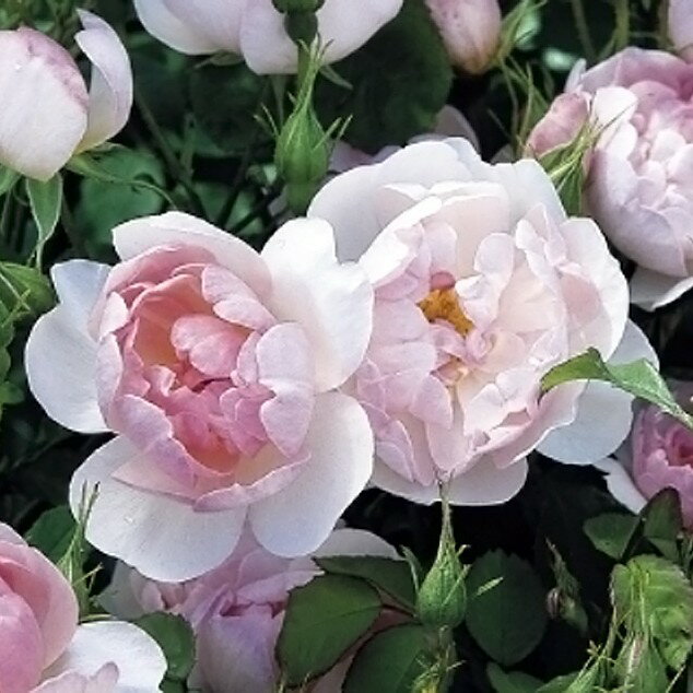 バラ苗 / バラ苗/スキャボロ・フェアー/輸入苗/大苗/6号硬質ローズポット