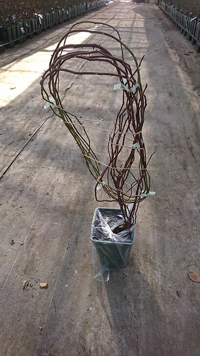 バラ苗 / アデレード・ドルレアン / 国産苗 / 三年生長尺苗 / 6号硬質ローズポット