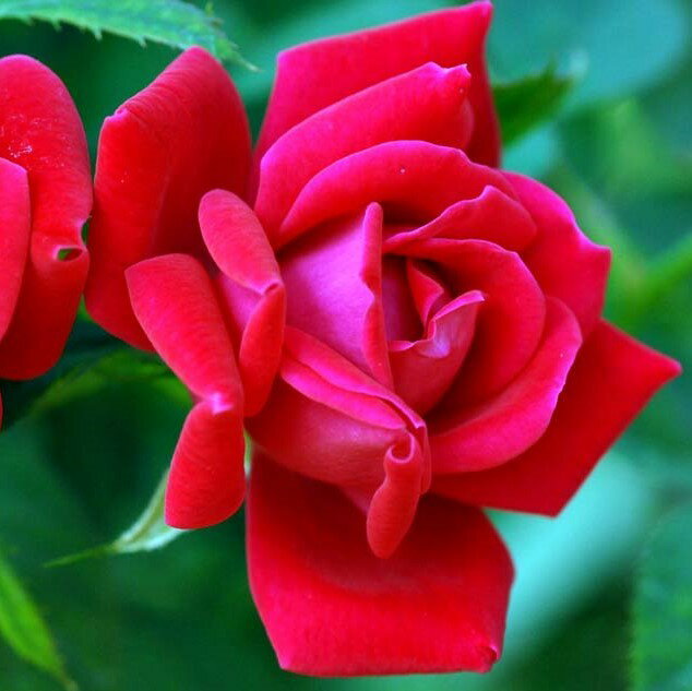 バラ苗 / ダブル・ノック・アウト / 国産苗 / 大苗 / 6号硬質ローズポット