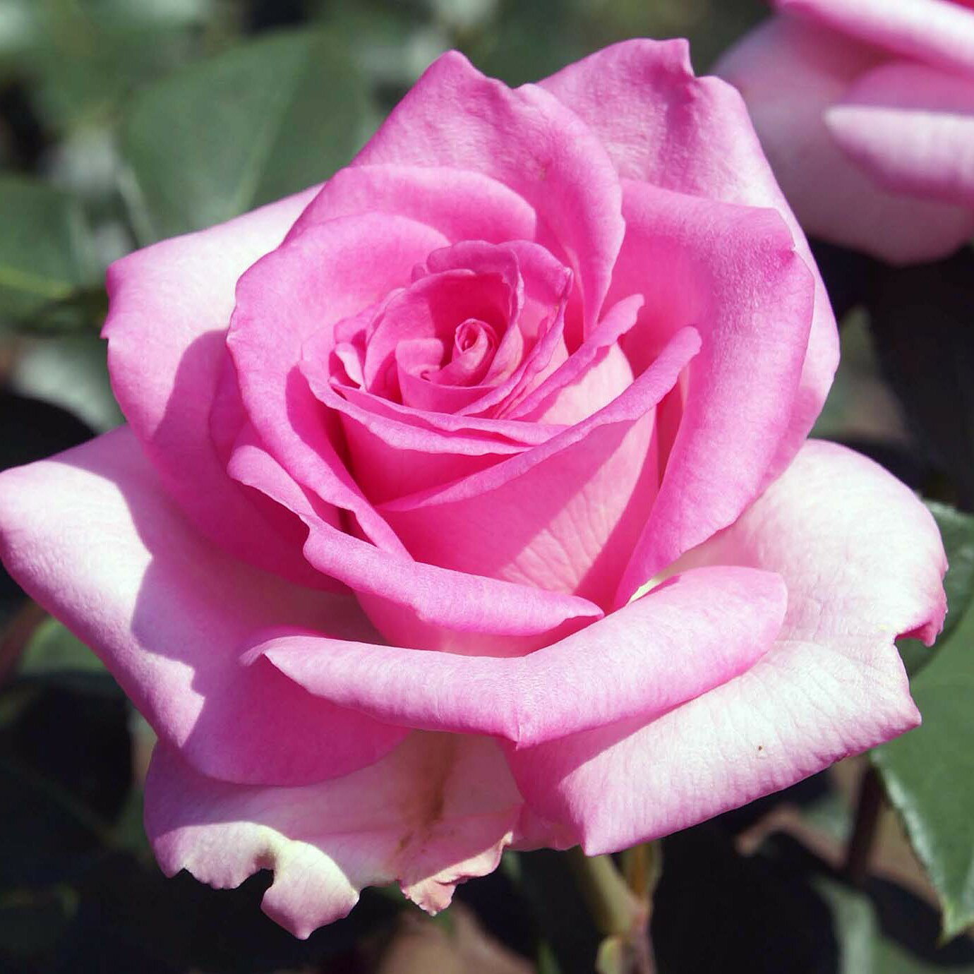 バラ苗 / ビバリー / 国産苗 / 大苗 / 6号硬質ローズポット