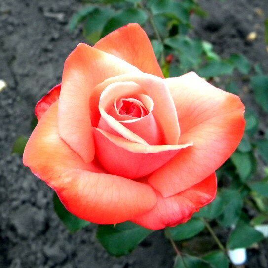 バラ苗 / アイリッシュ・ミスト / 国産苗 / 大苗 / 6号硬質ローズポット