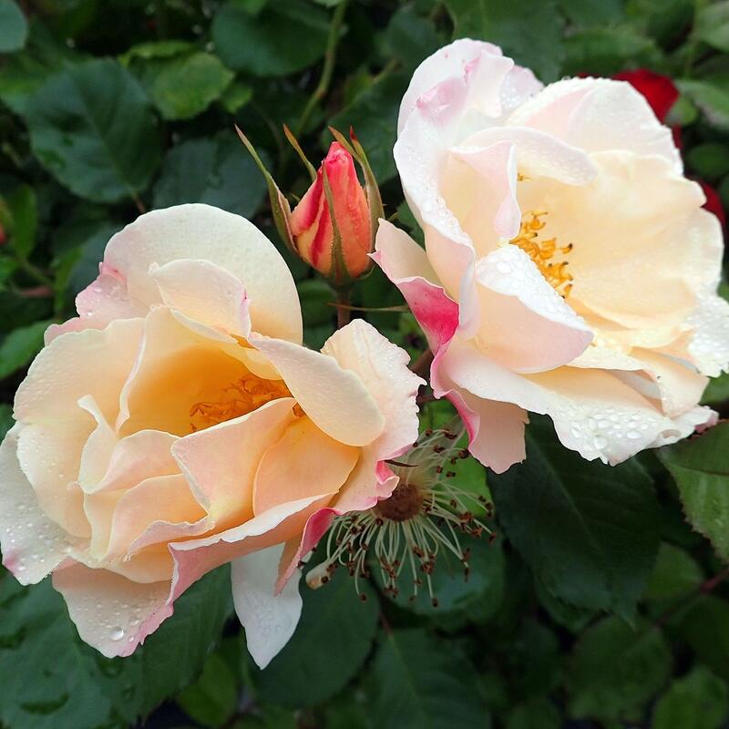 商品情報サイズ鉢サイズ：3.5リットル6号ポット枝の長さ：20〜30cm注意点※品種データーは北海道十勝地方基準です。目安としてご参照ください。※花苗は努めて良質なものをお届け致しますが、色、形、育成については環境、季節により異なります。※...