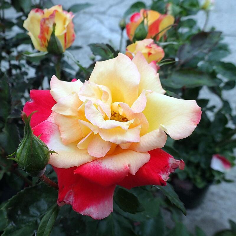 バラ苗 / チャールストン / 国産苗 / 大苗 / 6号硬質ローズポット