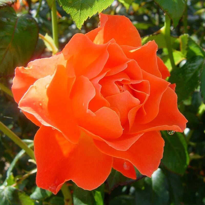 バラ苗 / フェローシップ / 国産苗 / 大苗 / 6号硬質ローズポット