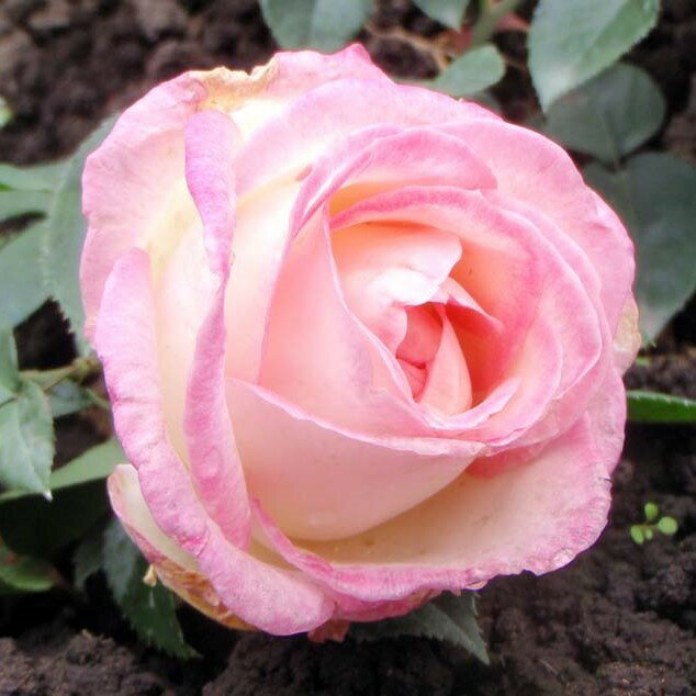 商品情報サイズ鉢サイズ：3.5リットル6号ポット枝の長さ：20〜30cm注意点※品種データーは北海道十勝地方基準です。目安としてご参照ください。※花苗は努めて良質なものをお届け致しますが、色、形、育成については環境、季節により異なります。※...