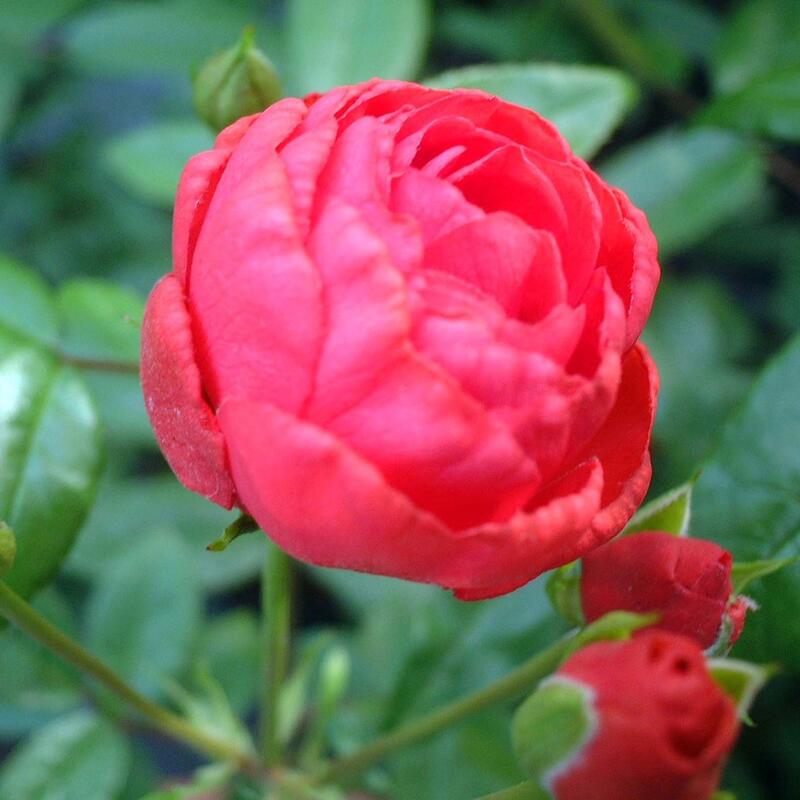 商品情報サイズ鉢サイズ：3.5リットル6号ポット枝の長さ：10〜20cm注意点※品種データーは北海道十勝地方基準です。目安としてご参照ください。※花苗は努めて良質なものをお届け致しますが、色、形、育成については環境、季節により異なります。※...