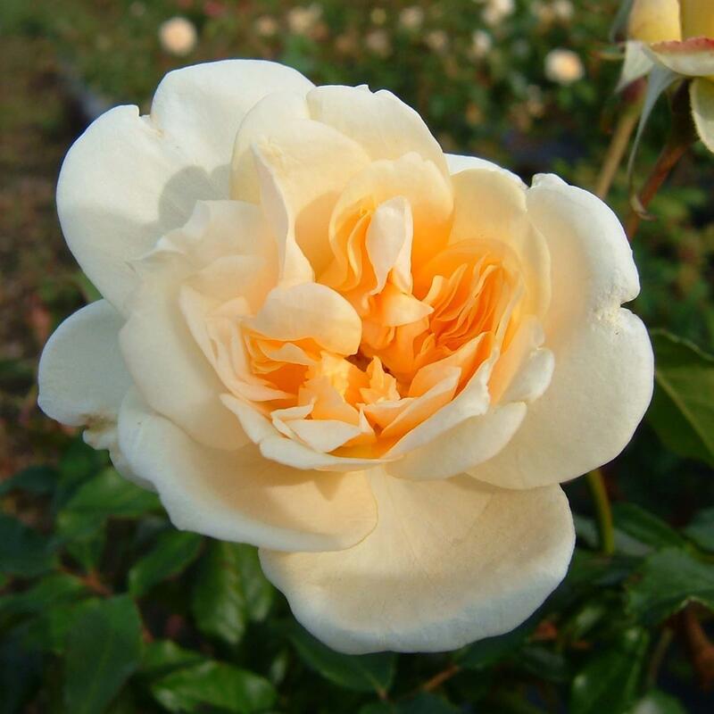 バラ苗 / アリスター・ステラ・グレイ / 国産苗 / 大苗 / 6号硬質ローズポット