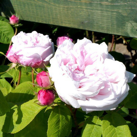 バラ苗 / アントニア・ドルモア / 国産苗 / 大苗 / 6号硬質ローズポット