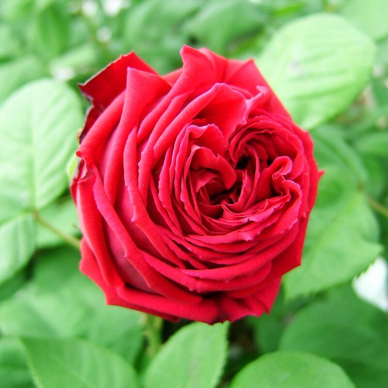 バラ苗 / エクレアル / 国産苗 / 大苗 / 6号硬質ローズポット