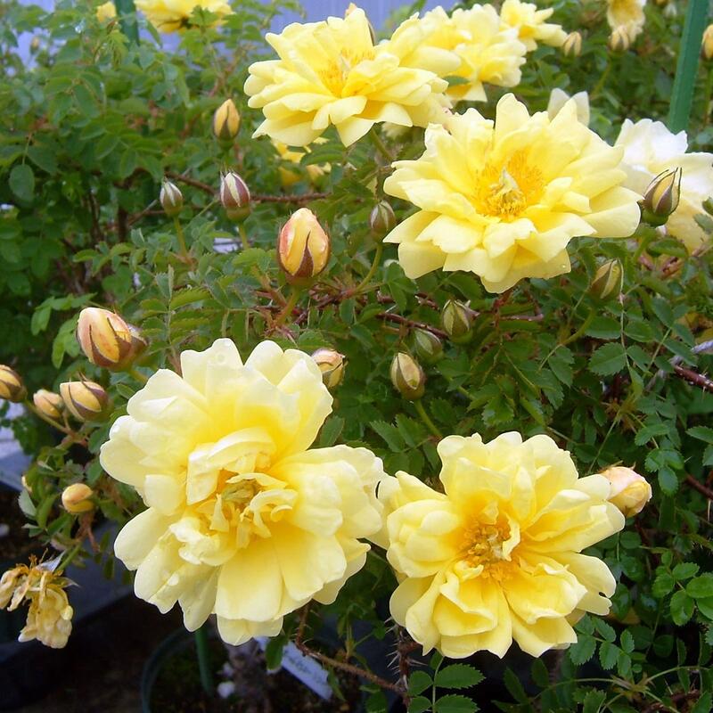 バラ苗 / オールドイエロースッコチ / 国産苗 / 大苗 / 6号硬質ローズポット