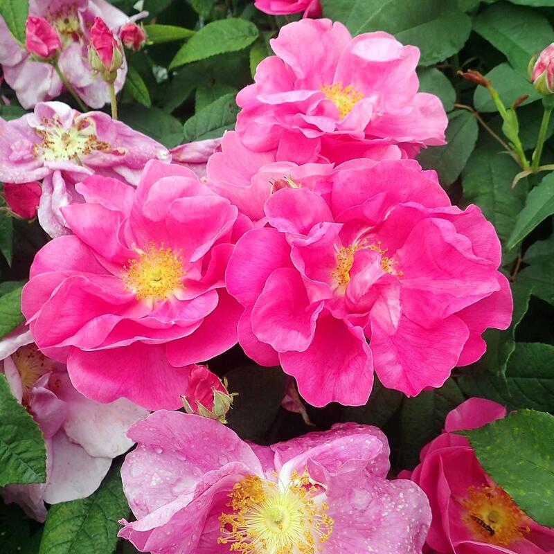 バラ苗 / オフィシナリー / 国産苗 / 大苗 / 6号硬質ローズポット