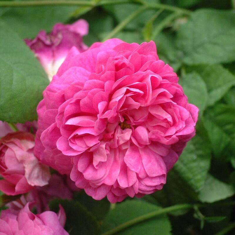 バラ苗 / カーディナル・ドゥ・リシュリュー / 国産苗 / 大苗 / 6号硬質ローズポットのサムネイル