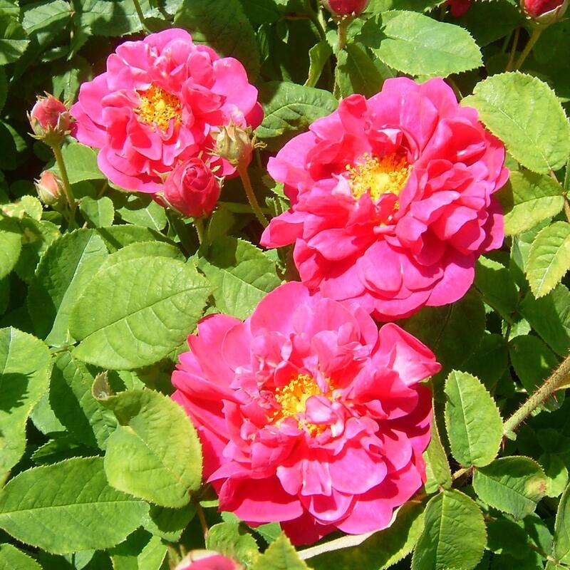 バラ苗 / コンディトリュウム / 国産苗 / 大苗 / 6号硬質ローズポット