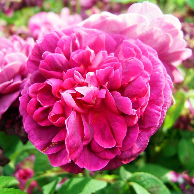 バラ苗 / シッシングハート・キャッスル / 国産苗 / 大苗 / 6号硬質ローズポット