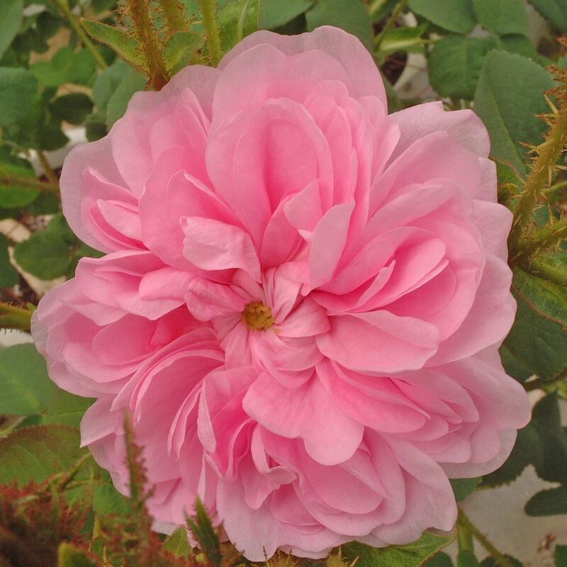 �o���c   �]�G   ���Y�c   ��c   6���d�����[�Y�|�b�g