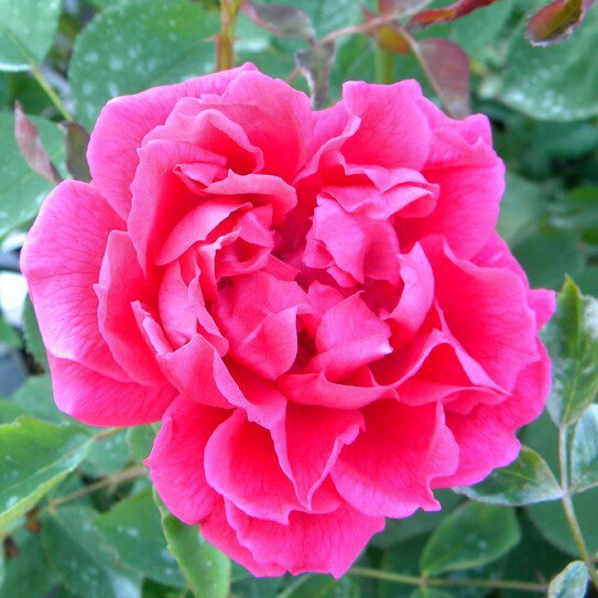 �Х��� / �ҥ塼���ǥ������� / ���� / ���� / 6��ż��������ݥå�