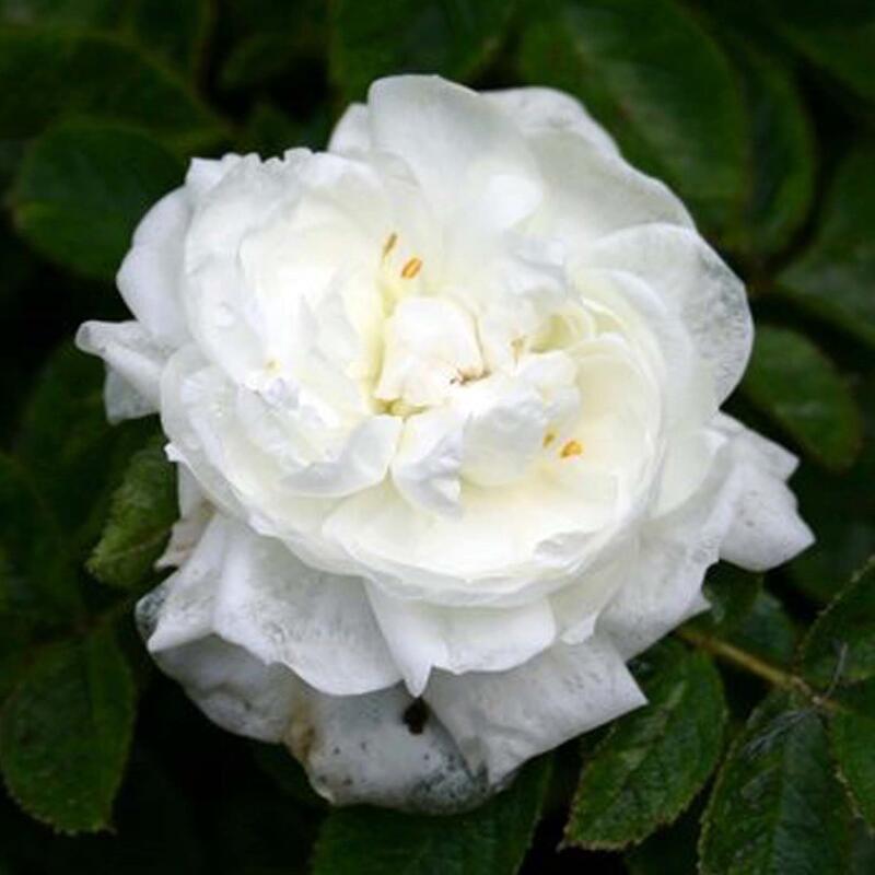 商品情報サイズ鉢サイズ：3.5リットル6号ポット枝の長さ：20〜30cm注意点※品種データーは北海道十勝地方基準です。目安としてご参照ください。※花苗は努めて良質なものをお届け致しますが、色、形、育成については環境、季節により異なります。※...