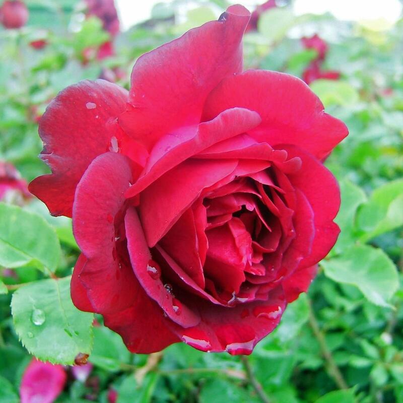 バラ苗 / フランシス・デュブルーユ / 国産苗 / 大苗 / 6号硬質ローズポット