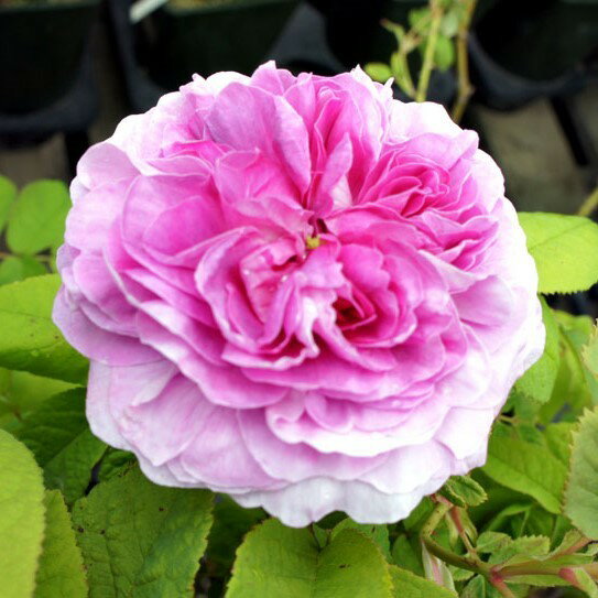 バラ苗 / プレジダン・ドゥ・セーズ / 国産苗 / 大苗 / 6号硬質ローズポット