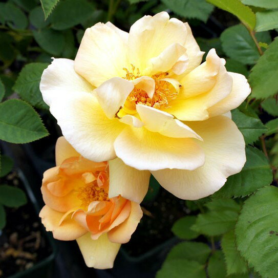 バラ苗 / メイゴールド / 国産苗 / 大苗 / 6号硬質ローズポット