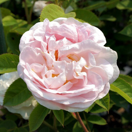 バラ苗 / メイドゥンズ・ブラッシュ / 国産苗 / 大苗 / 6号硬質ローズポット