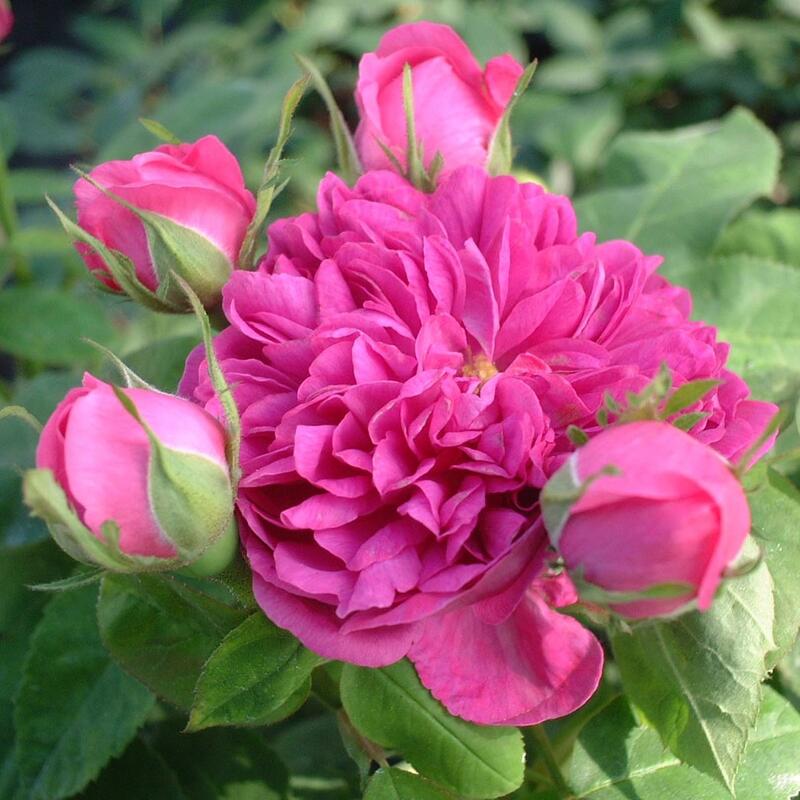 バラ苗/ローズ・ドュ・レシュト/国...