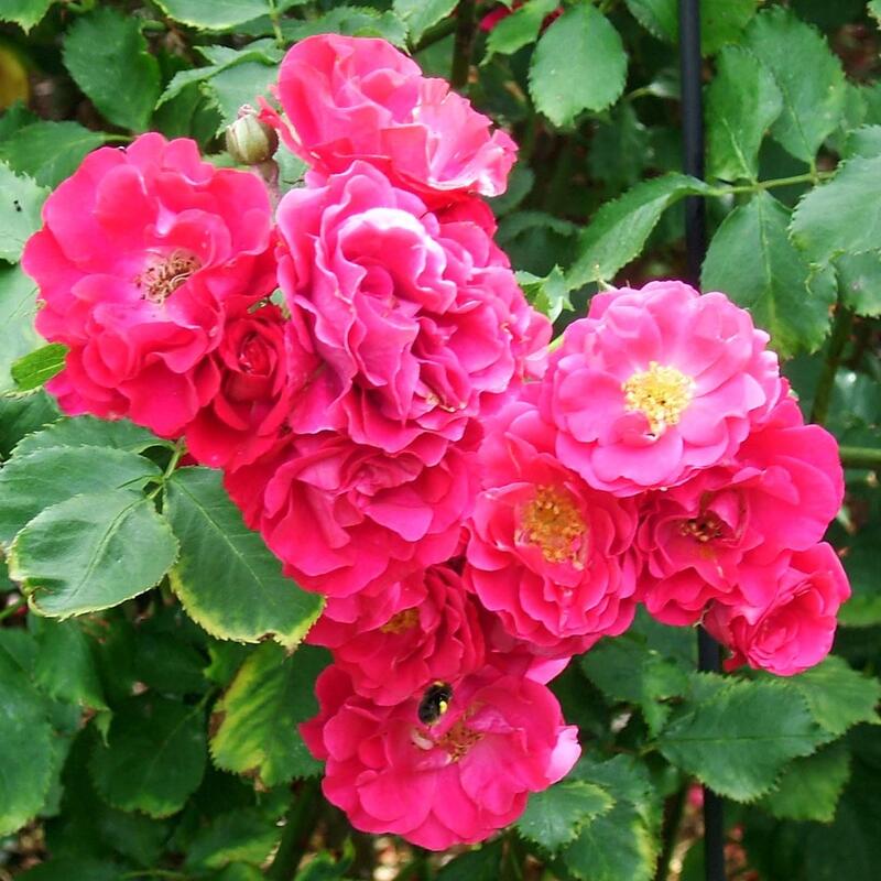 バラ苗 / ウィルヘルム / 国産苗 / 大苗 / 6号硬質ローズポット