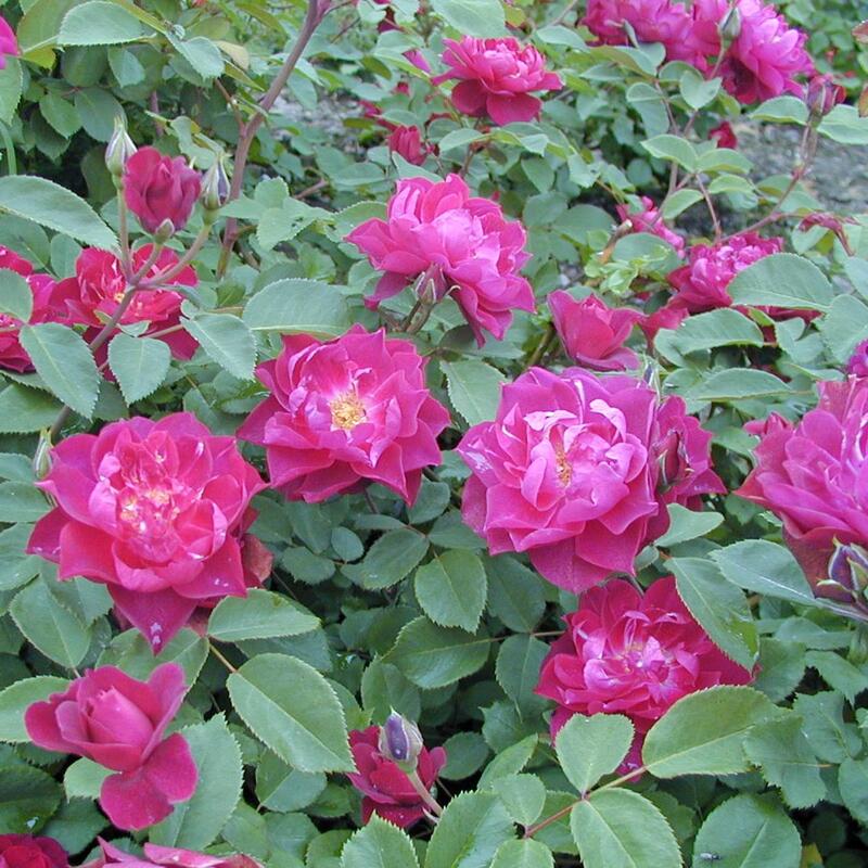 商品情報サイズ鉢サイズ：3.5リットル6号ポット枝の長さ：20〜30cm注意点※品種データーは北海道十勝地方基準です。目安としてご参照ください。※花苗は努めて良質なものをお届け致しますが、色、形、育成については環境、季節により異なります。※...