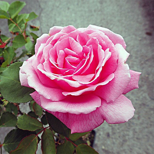 商品情報サイズ鉢サイズ：3.5リットル6号ポット枝の長さ：20〜30cm注意点※品種データーは北海道十勝地方基準です。目安としてご参照ください。※花苗は努めて良質なものをお届け致しますが、色、形、育成については環境、季節により異なります。※...