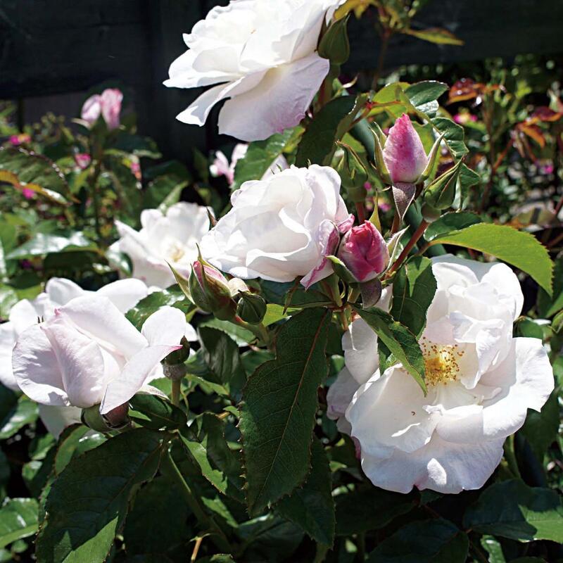 楽天市場】バラ苗 ドリフトローズの通販