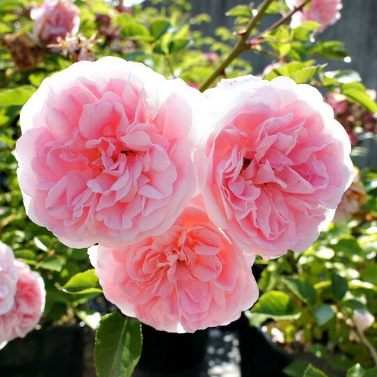 バラ苗 / ボサノバ / 国産苗 / 大苗 / 6号硬質ローズポット