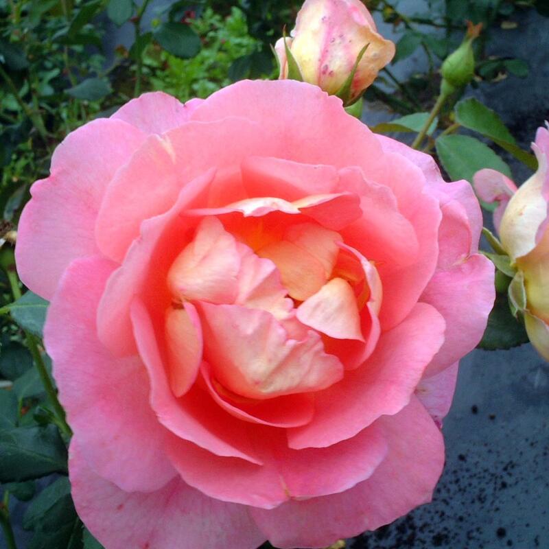 バラ苗 / ラフタ / 国産苗 / 大苗 / 6号硬質ローズポット