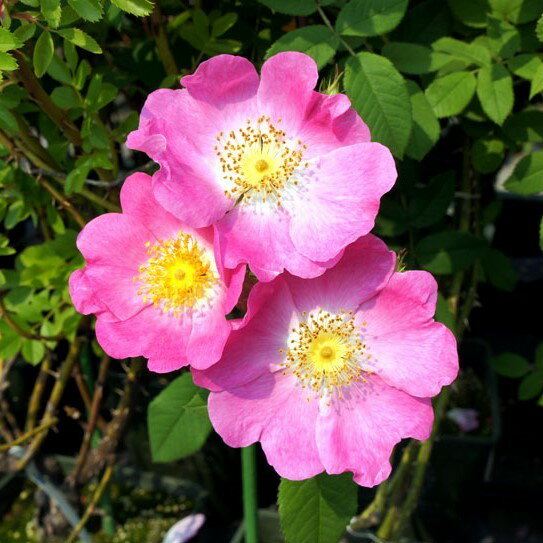 バラ苗 / ロサ・アンダーソニー / 国産苗 / 大苗 / 6号硬質ローズポット