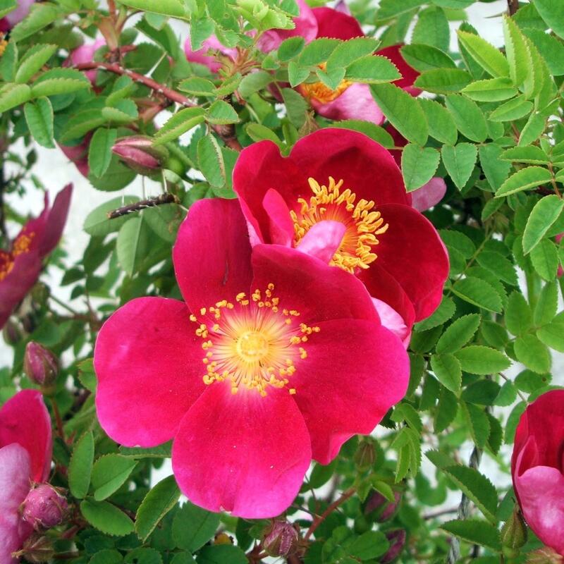 �o���c   ���T�E�s���v�E�V���O���`�F���[   ���Y�c   ��c   6���d�����[�Y�|�b�g