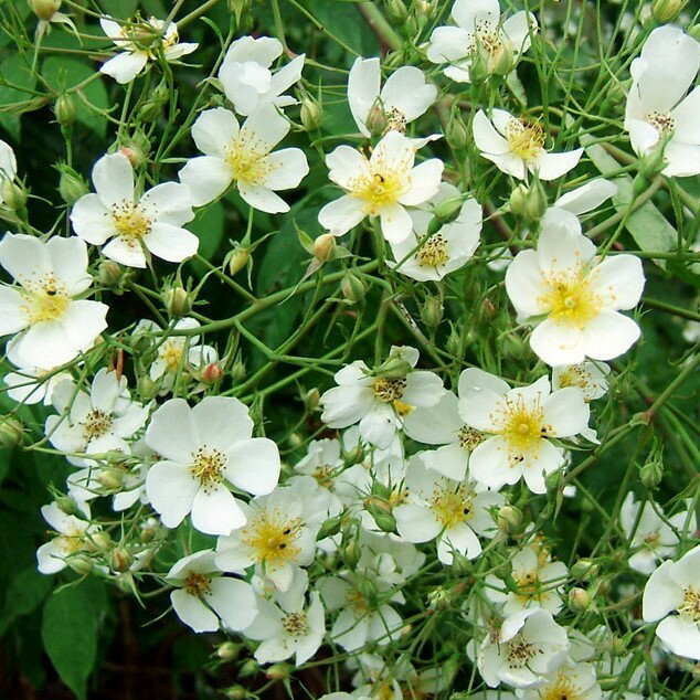 �Х��� / �������ե���ڥ��ƥ��եĥ����ȡ� / ���� / ��ǯ��Ĺ���� / 6��ż��������ݥå�