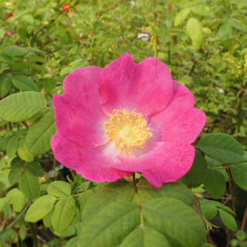 商品情報サイズ鉢サイズ：3.5リットル6号ポット枝の長さ：20〜30cm注意点※品種データーは北海道十勝地方基準です。目安としてご参照ください。※花苗は努めて良質なものをお届け致しますが、色、形、育成については環境、季節により異なります。※...