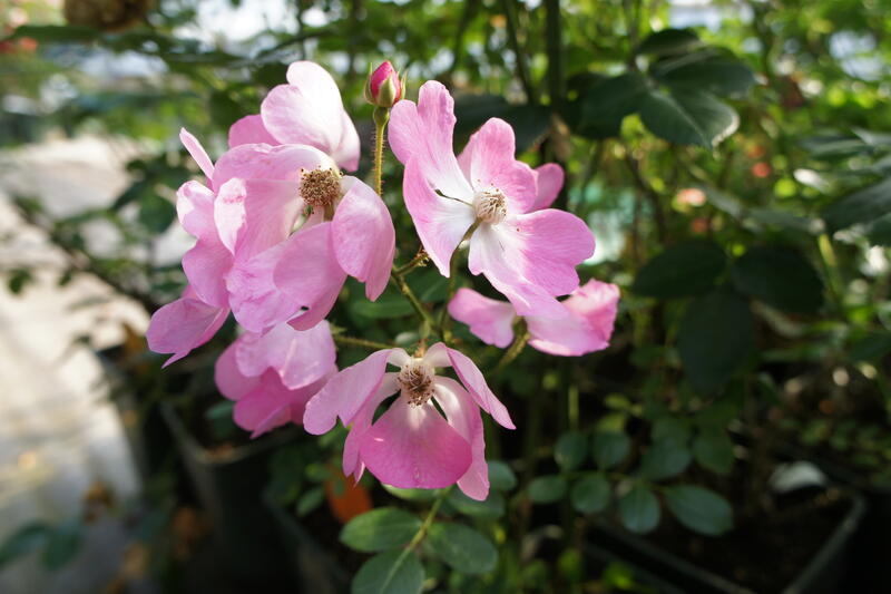 �Х��� / ���������ƥ��ե����顦���ǥΥ����� / ���� / ���� / 6��ż��������ݥå�