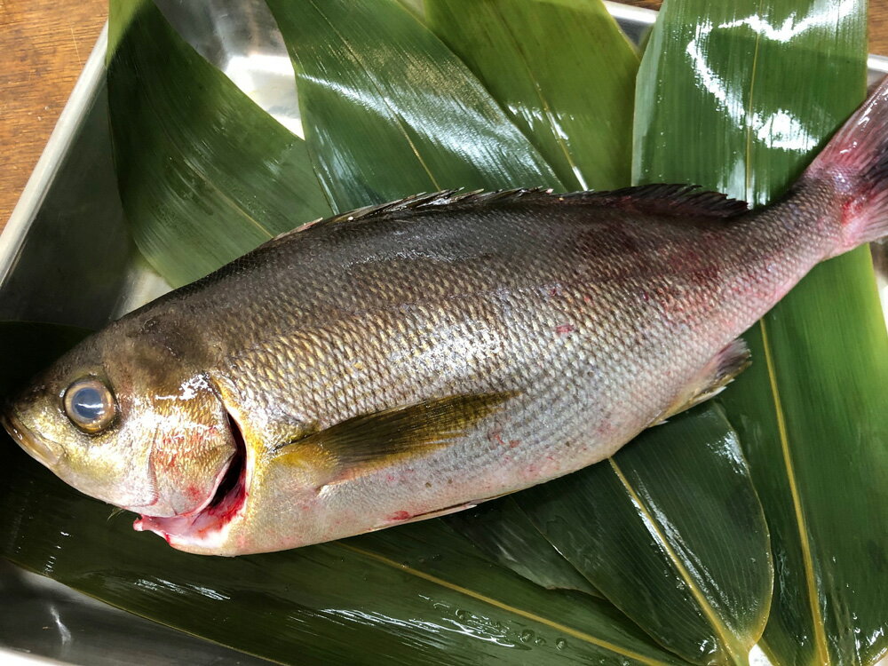 最高品 大いさき 山口 仙崎 1本約700gの3枚おろし 刺身 焼き物に 旬を迎え始め 豊かな味を蓄えています イサキ 代購幫 最高品 大いさき 山口 仙崎 1本約700gの3枚おろし 刺身 焼き物に 旬を迎え始め 豊かな味を蓄えています イサキ 代購幫