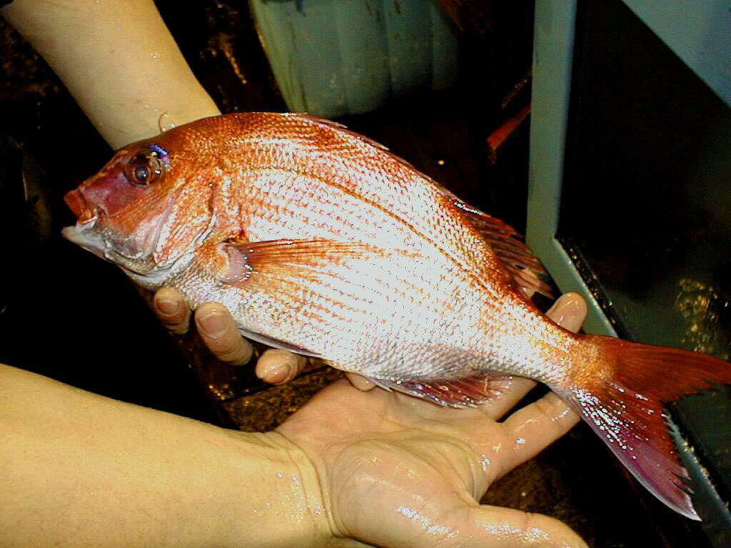 秋の天然真鯛・紅葉鯛(生・冷蔵・三枚おろし)(神奈川・千葉・茨城・瀬戸内) お刺身、松皮造り・皮霜造りで堪能してください！ねっとり飴色をした美味しい身質！活け真鯛(約800g)を出荷時に締めてから三枚におろし、出荷します