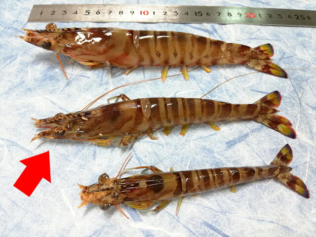 豊洲 大野水産の活 車えび 鹿児島産 約30g×8本(冷蔵) 出荷日朝に豊洲市場に入荷した活きのよい海老を選び出荷いたします　天ぷら・ボイルで甘みが増します！水・日は豊洲市場休みです (車海老・車エビ・巻き海老)｜アングル2