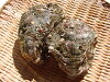 天然の岩牡蠣