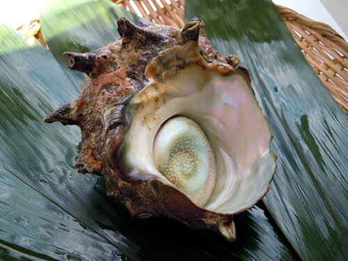 房州の特大さざえ(1ケ 約400g・活・冷蔵) ここまで大きくなるには6〜7年！型・サイズ・味のどれをとっても最高！壷焼き・刺身に　磯の香りと食感がたまりません！ 1