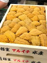 !弁当箱入りの生うに(白) (ムラサキウニ)(北海道 青森 宮城およびロシア・約250g入) まさしく今頃が美味しい旬の時期!みずみずしく蕩け、甘みを感じます!口の中で甘くとろけるウニは最高! 最終出荷日9/12金!