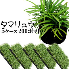 https://thumbnail.image.rakuten.co.jp/@0_mall/oosumi/cabinet/groundcoverplants/mondograss/mondograsspot/imgrc0072402882.jpg