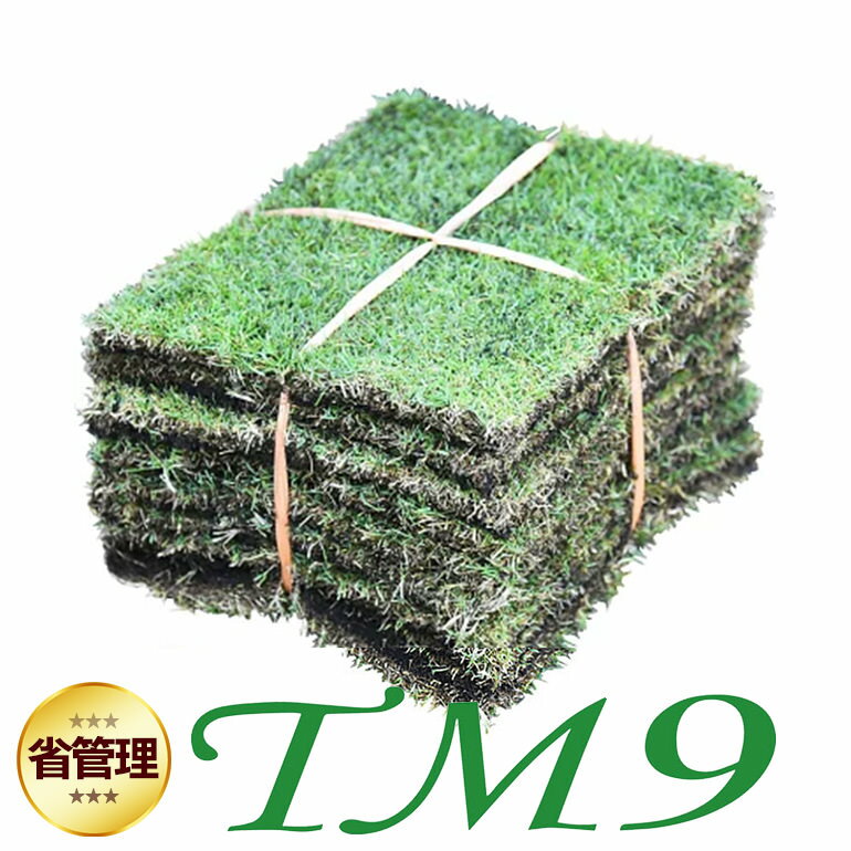 【クール便/送料込】芝生 TM9 1平米 ティーエムナイン 鹿児島産 高麗芝 手入れが楽 簡単で見た目もキレイな芝生 楽天市場芝生ジャンル連続1位獲得 やっぱり人工芝より天然芝 ガーデニング DIY …