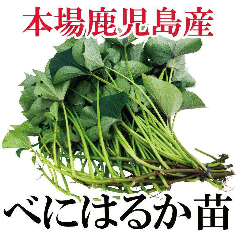 ���轵������ȯ���ۤ��Ĥޤ��� �� �٤ˤϤ뤫 10«���åȡ�100�ܡ� �����绺