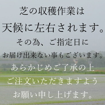 芝生 TM9 2平米 ティーエムナイン 鹿児島産 高麗芝 手入れが楽 簡単で見た目もキレイな芝生 楽天市場芝生ジャンル連続1位獲得 やっぱり人工芝より天然芝 ガーデニング DIY 美景観 省管理 少ない肥料【店頭受取対応商品】