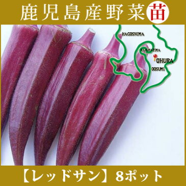 野菜苗 レッドサン 赤丸オクラ 8本セット 9cmポット